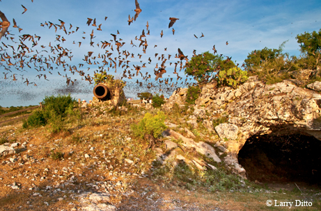 Bats